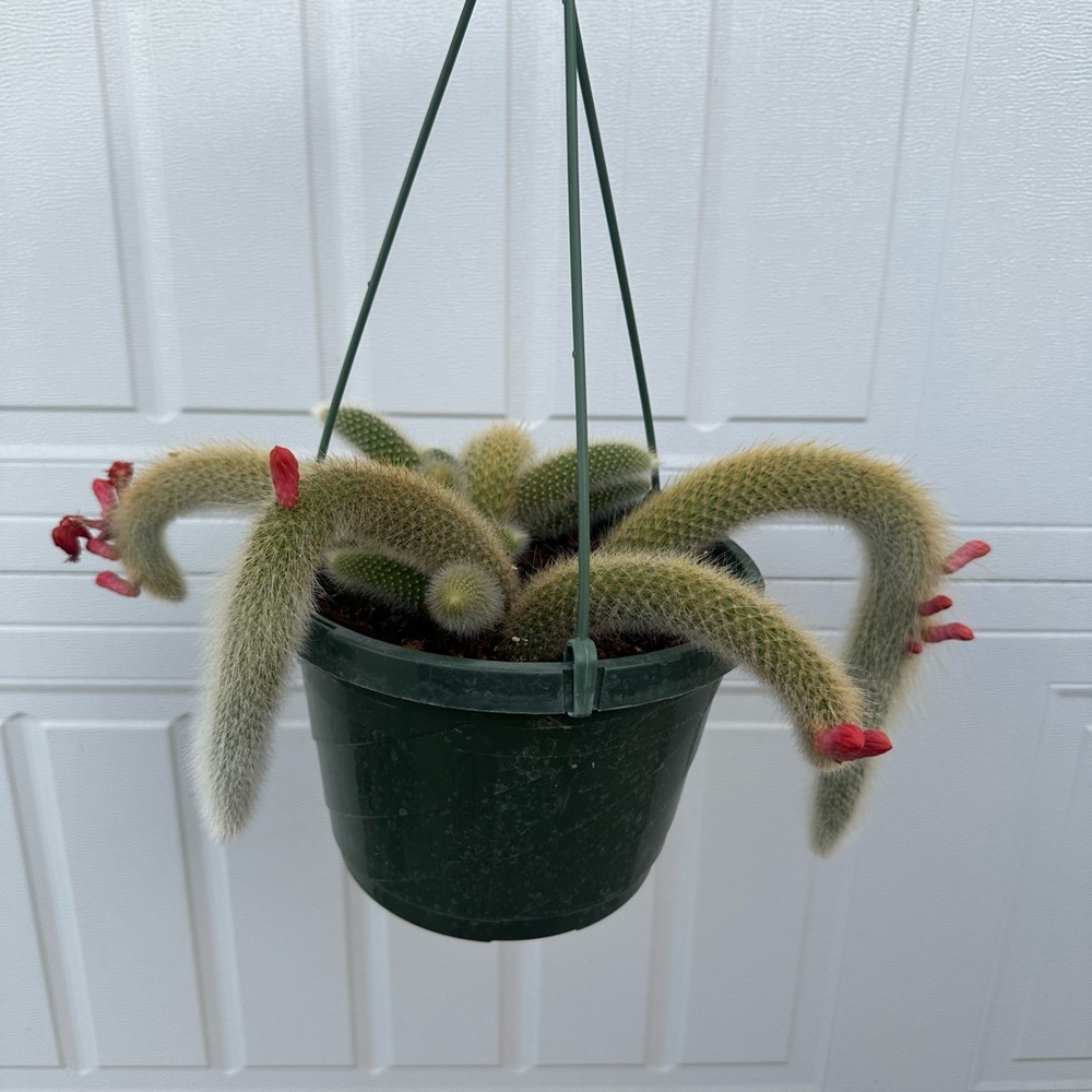 Big exotic monkey tail plant in 8” hanging pot